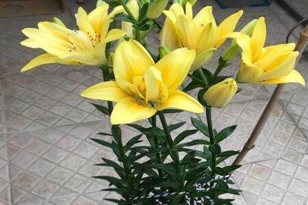 欧洲百合盆栽养殖方法