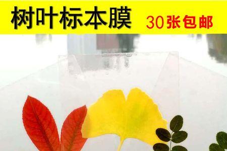 树叶标本怎么固色