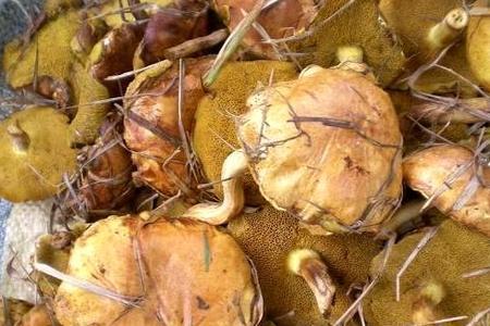 松蘑与榛蘑是一种蘑菇吗
