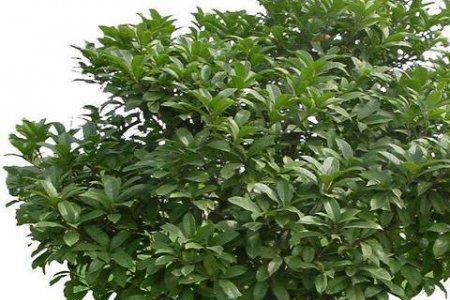桂花树在前院好还是后院好