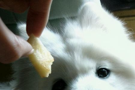 萨摩耶可以吃生菠菜吗