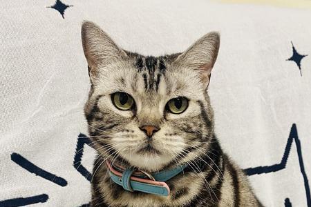 六个月猫咪喝多少羊奶粉