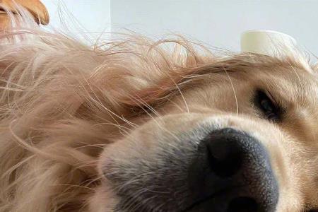 柴犬叹气是什么原因呢