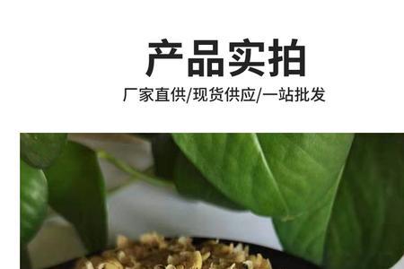 大豆皮，玉米哪个喂鹅好