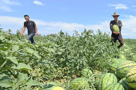 6月份栽西瓜什么时候成熟