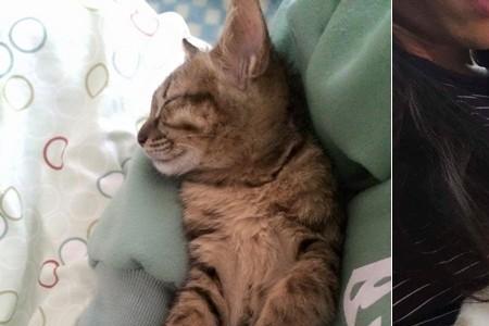 为什么抱猫咪它会躲在人的手臂