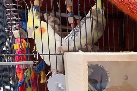 玄凤多久会下蛋