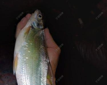 夜钓14度鱼开不开口