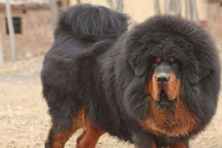 青龙犬介绍