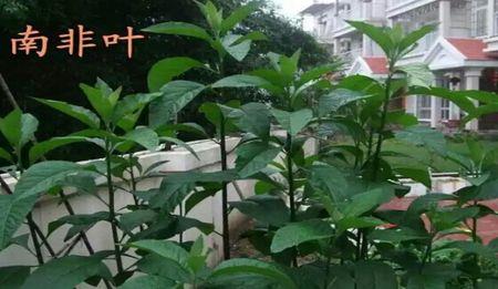 南非叶种植时间