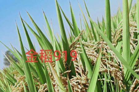 天津津源99水稻特点