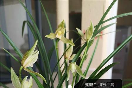 莲瓣彩虹素特征