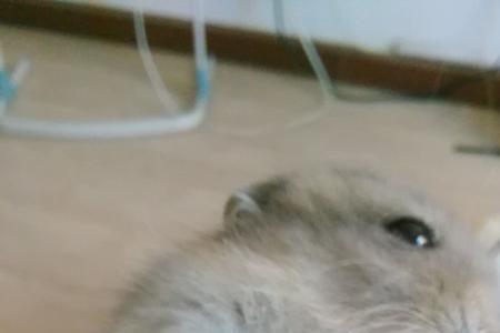 仓鼠背部严重脱毛皮屑