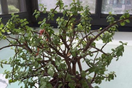 树马齿苋树怎么做造型铁丝