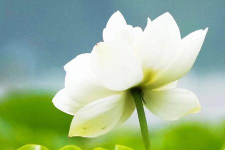 入伏  鱼 古诗