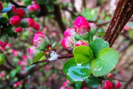 春雨淋漓的意思