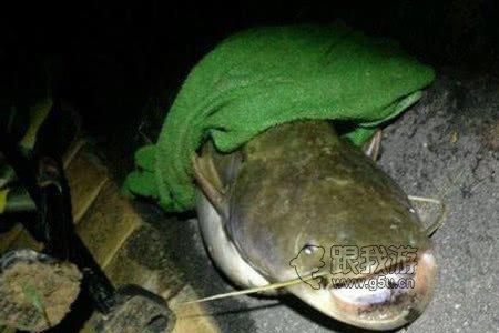 中秋夜钓鲶鱼的最佳时间