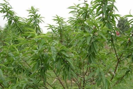 春天栽的桃树苗多长时间发芽