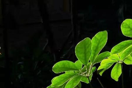 一抹青色的含义