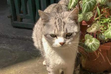 猫靠什么认路