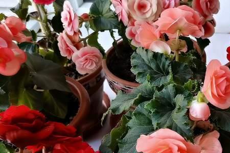 有一种花叫夫妻海棠、这花好养吗
