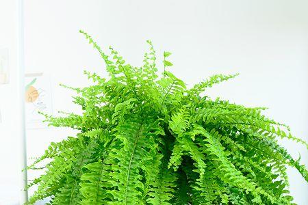 霸王蕨挂起来怎么浇水