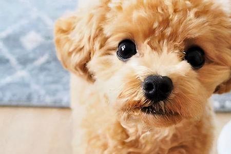 木糖醇能杀大型犬吗