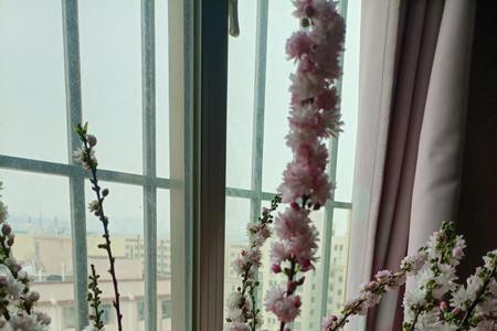 珍珠李枝条好养吗