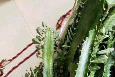 一个花盆里可以种几株龙骨