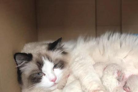 如何判断猫咪生完宝宝了呢