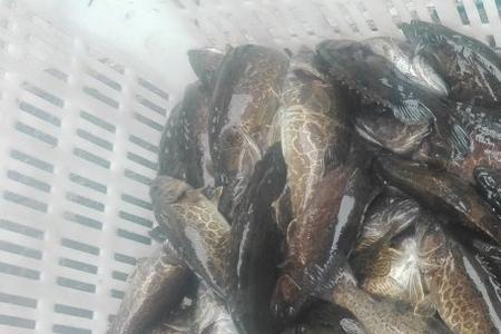钓回来的季花鱼怎么养
