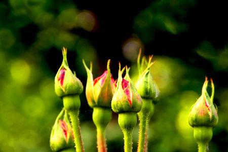 含苞欲放的季节是什么
