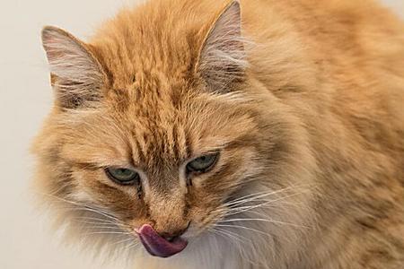 猫咪能不能吃鸭肠啊