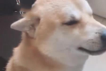 一汪是什么意思