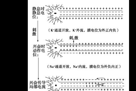 兴奋传导传递需要考虑什么