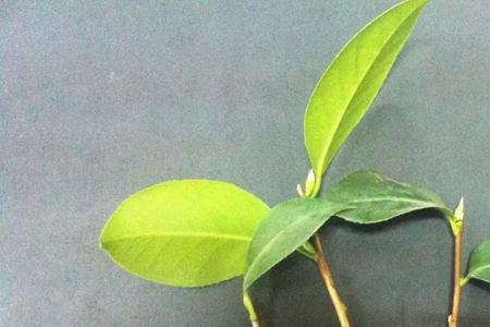 释迦新芽发黄可以用生根粉吗
