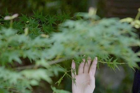 白衣与青衫什么意思