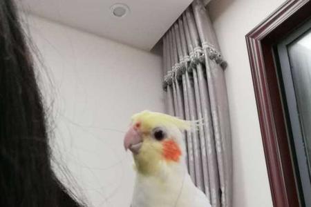 可以给玄凤更换伴侣吗