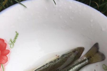 大连鲈鱼几月份靠岸