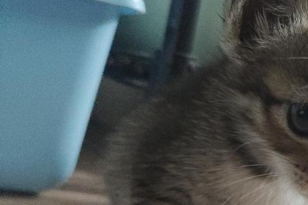 一个月的狸花猫容易养吗