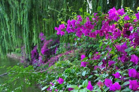 什么的鲜花，什么的湖面