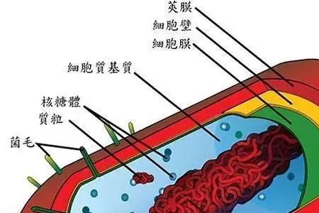 细菌是什么实体