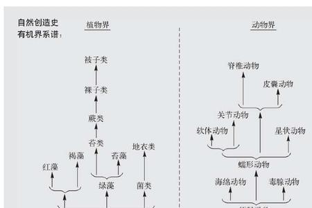 公牛系谱的基本知识