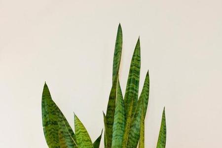 夏天怎么种裸根虎皮兰