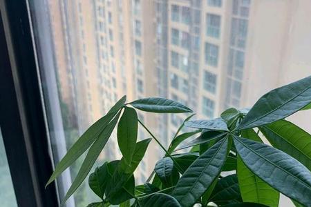 发财树放在空调边上行吗