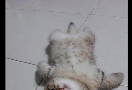 为什么上厕所时猫猫会趴在脚边