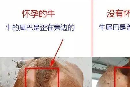母牛生产撅尾巴多久下犊子