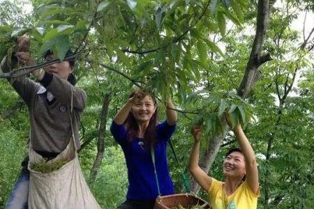 7月初能摘山桃核吗