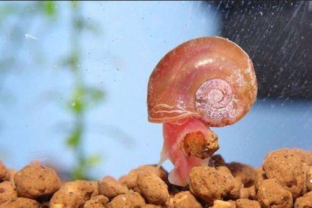 苹果螺和泥鳅可以一起养么