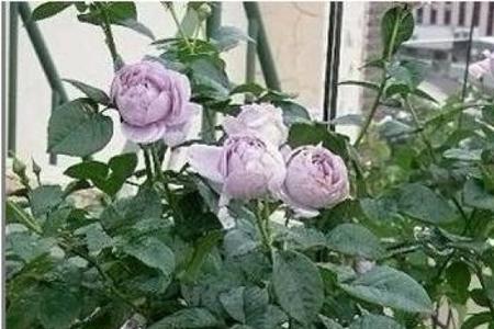 蓝宝石玫瑰花语